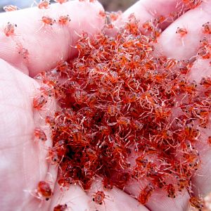 Christmas Island Red Crab megalops