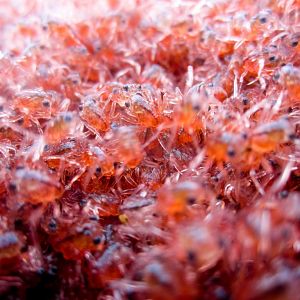 Christmas Island Red Crab megalops