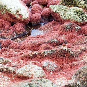 Christmas Island Red Crab megalops