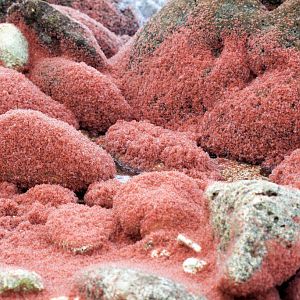 Christmas Island Red Crab megalops