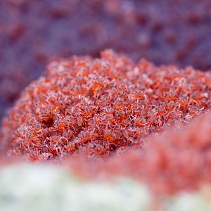 Christmas Island Red Crab megalops