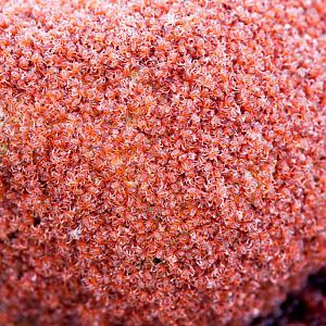 Christmas Island Red Crab megalops