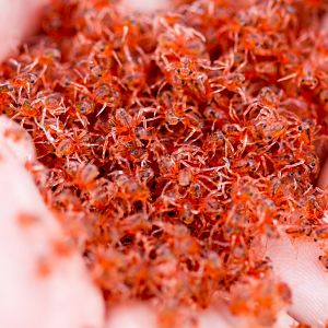 Christmas Island Red Crab megalops