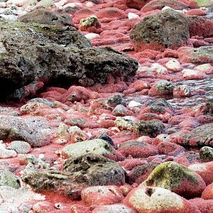 Christmas Island Red Crab megalops