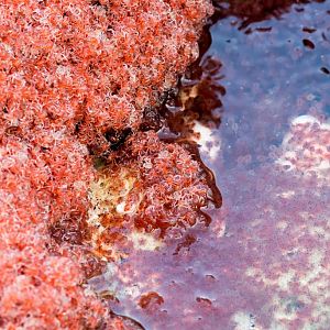 Christmas Island Red Crab megalops