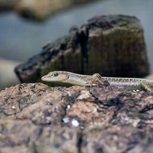 Blue-tailed Skink