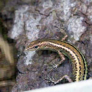 Blue-tailed Skink
