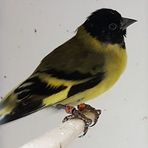 Hooded siskin - Carduelis magellanica