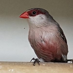 Common waxbill - Estrilda astrild