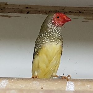 Star finch - Neochmia ruficauda