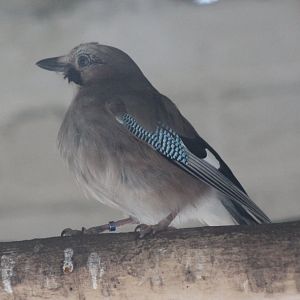 Eurasian jay - Garrulus glandarius