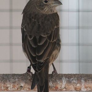 House finch -Carpodacus mexicanus