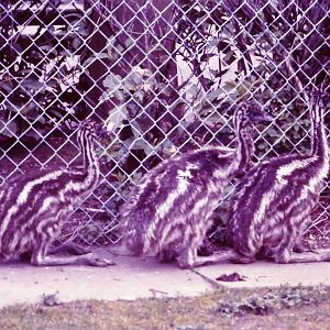 Emu chicks (Dromaius novaehollandiae) Chester zoo 1988