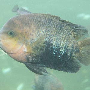 Qutzalt cichlid