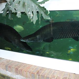 Arapaima's