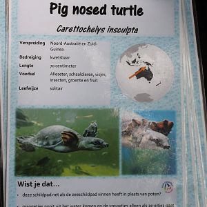 ID-card Pig nosed turtle