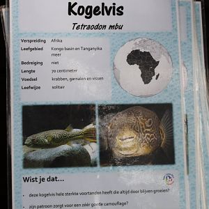 ID-card Tetraodon  mbu