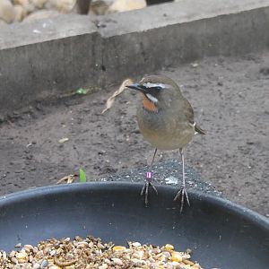 Siberian rubythroat - Luscinia calliope