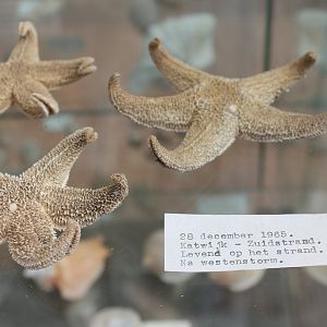 Starfishes