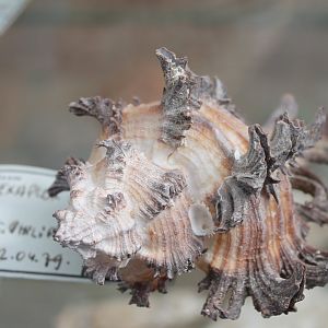Shell