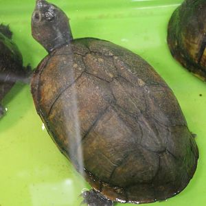 Kinosternon scorpiodes