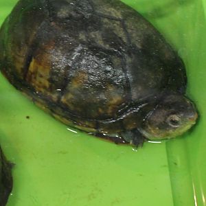 Kinosternon scorpiodes