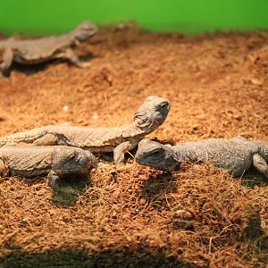 Uromastyx nigriventris