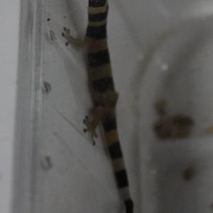 Sphaerodactylus torey