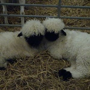 Valais Blacknose lambs, May 2016
