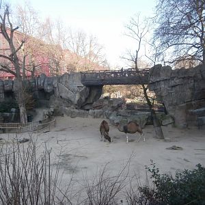 Dromedary camel enclosure