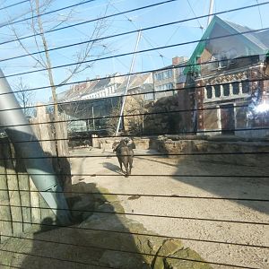 Savannah aviary: Cape buffalo viewing