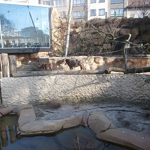 Savannah aviary: Cape buffalo viewing