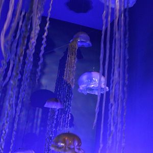 More artificial jellyfish