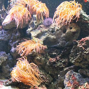 Sea-anemones and Sea urchin