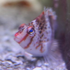 Cirrhitichthys falco