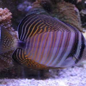 Sailfin surgeonfish