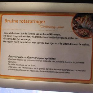 Sign Cirrhitichthys falco