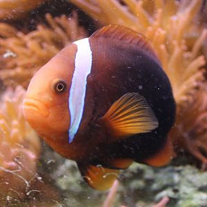 Amphiprion frenatus