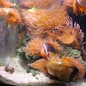 IMG_7774 Clown-fish Aquarium