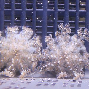 Up-side-down jellyfishes