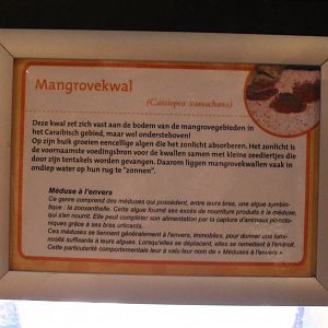 Up-side-down jellyfish-sign