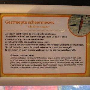 Sign Razor-blade-fish