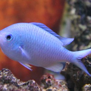 Damselfish ID