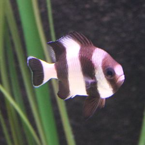 Black-tailed dascyllus - Dascyllus melanurus