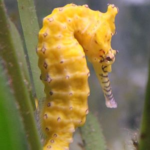 Hippocampus subelongatus