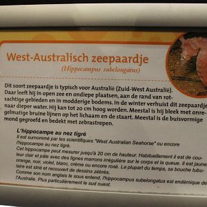 Sign Hippocampus subelongatus