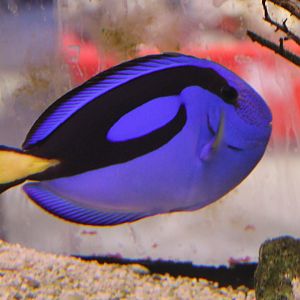 Regal blue tang