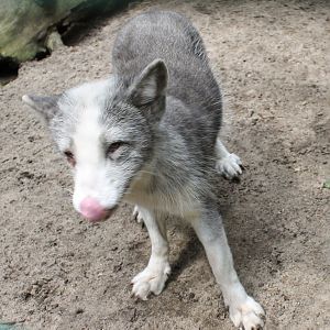 Arctic fox