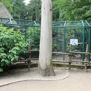Enclosure Arctic fox