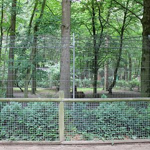 Wolf-enclosure - none seen
